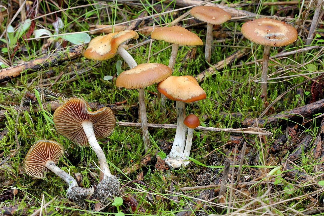 Psilocybe cyanescens wavy cap mushrooms growing in mossy woodland habitat